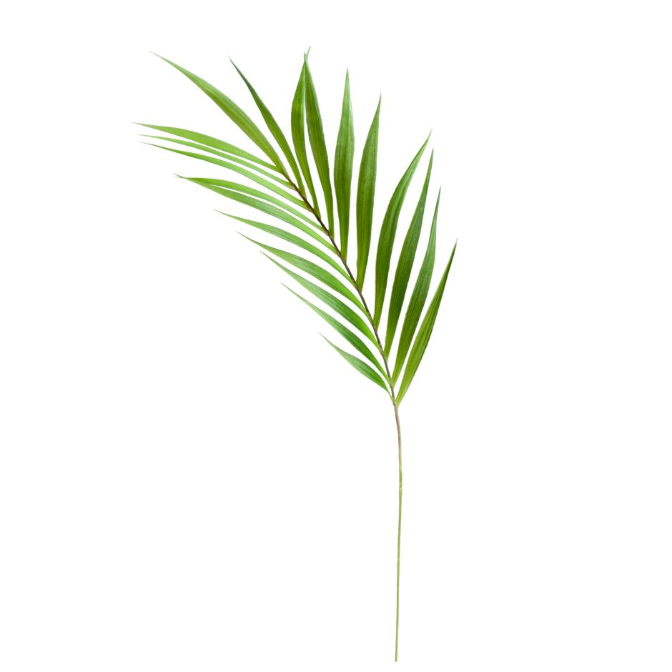 Palm Leaf 36"